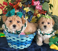 maltipoo female puppies for sale houston
