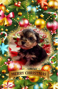 traditional yorkie male puppy houston