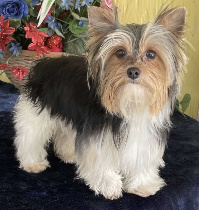 Male Parti Yorkie Breeder Houston