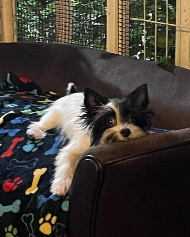 Morkie puppy Parti Houston