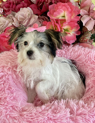 Female Morkie Puppy