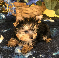 yorkie male for sale houston