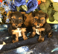 males Yorkies for sale Hiouston
