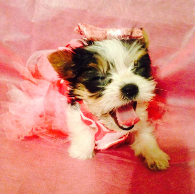 teacup parti yorkie