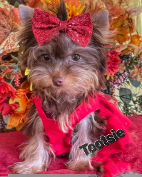 chocolate female Yorkie