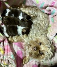 chocolate and parti yorkie puppy houston